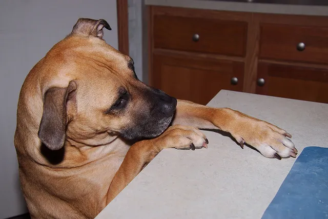 How to Stop a Dog From Stealing Food: 6 Vet-Approved Tips