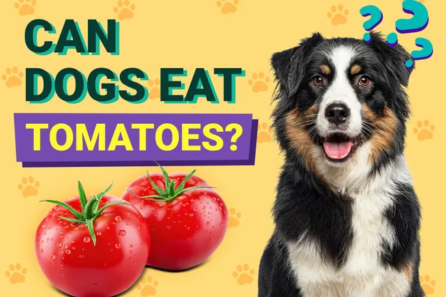 Can Dogs Eat Tomatoes? Health & Nutrition Facts