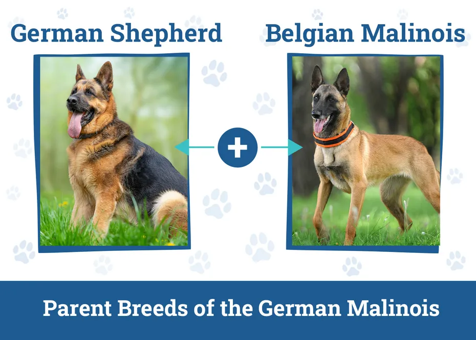 Parent Breeds of the German Malinois