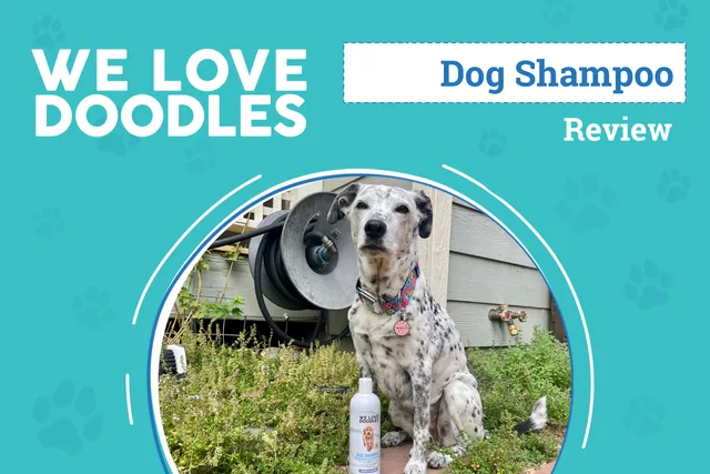 We Love Doodles Dog Shampoo Review 2026: An Expert's Breakdown