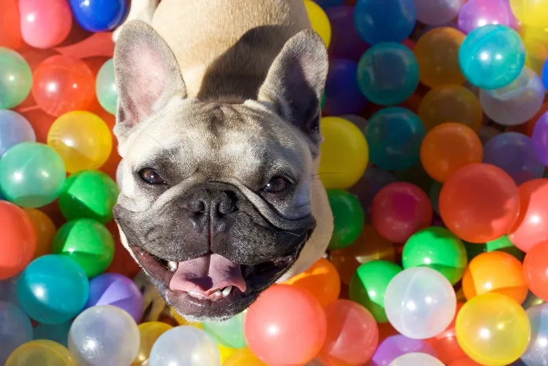 french bulldog with coloful balls