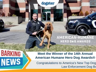 Meet the Winner of the 14th Annual American Humane Hero Dog Awards®, Law Enforcement Dog Bo