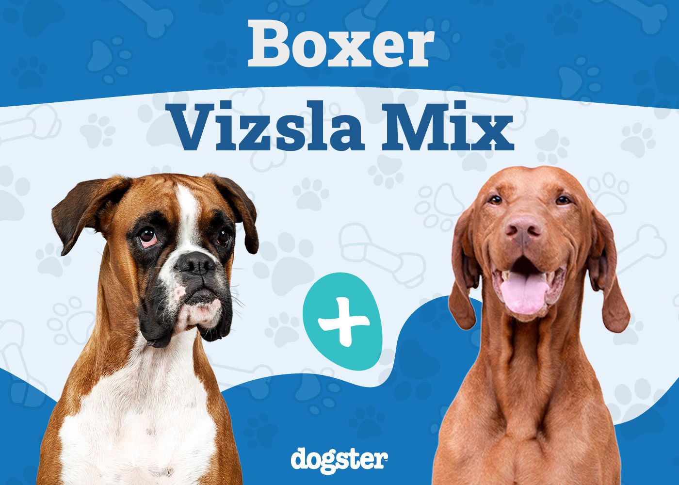 Boxer Vizsla Mix