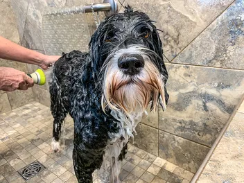 Portuguese Water Dog Grooming: 7 Easy & Effective Tips