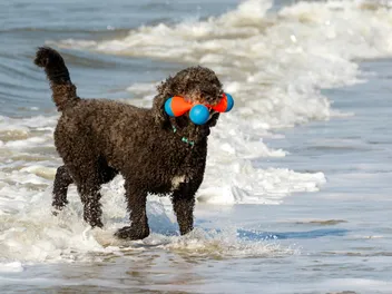 Can Poodles Swim? Vet-Approved Water Guide for Your Pup