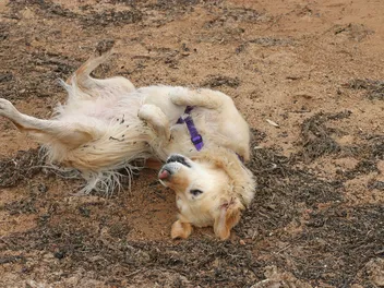 Why Do Dogs Roll in Dirt? 7 Vet-Verified Reasons