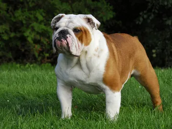 How to Help a Bulldog Breathe Better: 6 Vet-Verified Tips