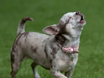 11 Breeds of Dogs That Sing: Info, Pictures & History