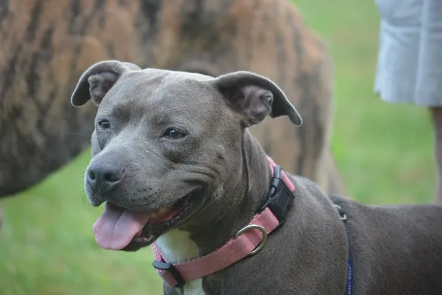 Staffordshire Bull Terrier: Breed Info, Pictures, Facts & Traits