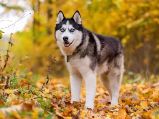 10 Most Popular Dog Breeds in Illinois: Updated in 2026 (With Info & Pictures)