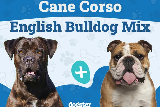 Cane Corso English Bulldog Mix: Info, Pictures, Care & More