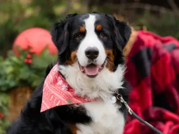 8 No-Sew Dog Bandana Ideas You Can Make Today