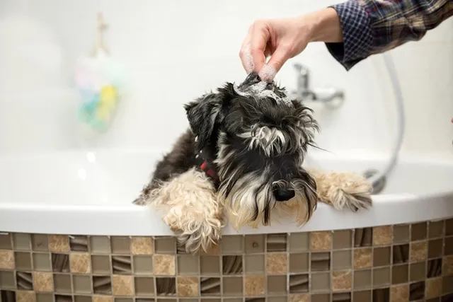 Can You Use Baby Shampoo on Dogs? Vet-Verified Info