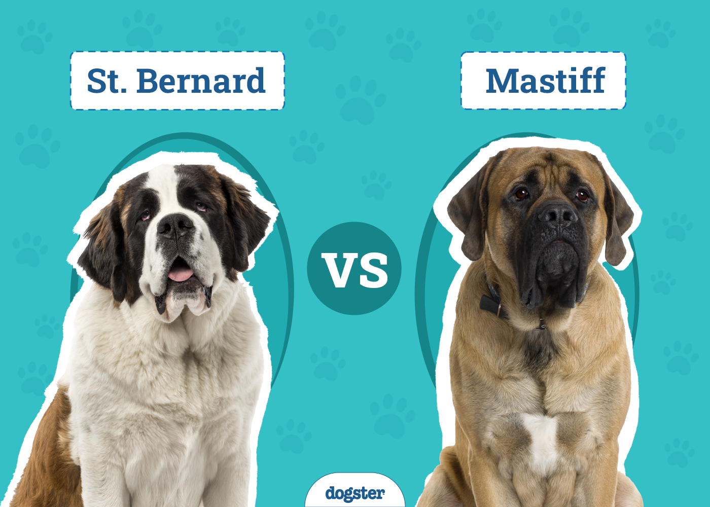 St Bernard vs. Mastiff