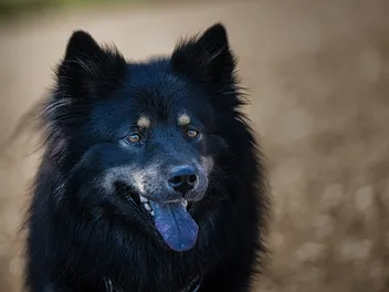 German Shepherd Chow Dog Breed: Info, Pictures, Care & More