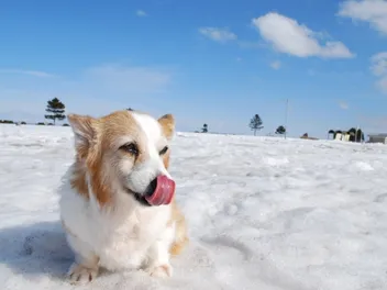 Do Corgis Like Cold Weather or Snow? Facts & FAQ