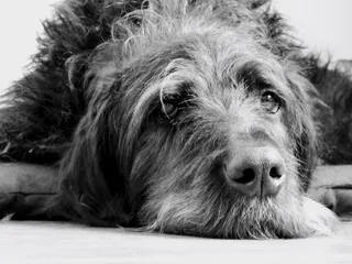 Great Danoodle (Poodle & Great Dane Mix): Info, Pictures, Care & More