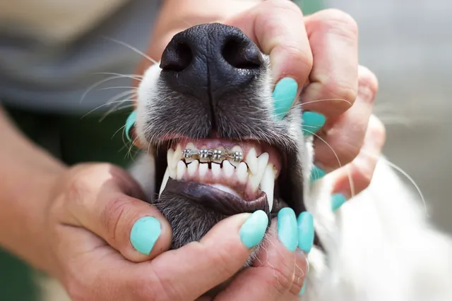 Braces for Dogs: Effectiveness & Costs (2026 Update)