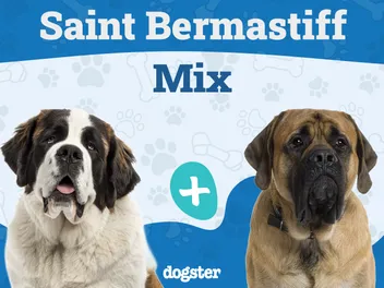 Saint Bermastiff (English Mastiff St Bernard Mix): Info, Pictures, Care & More