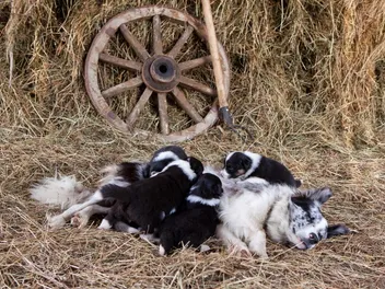 Border Collie Pregnancy: Vet-Verified Gestation Facts & Week-by-Week Calendar