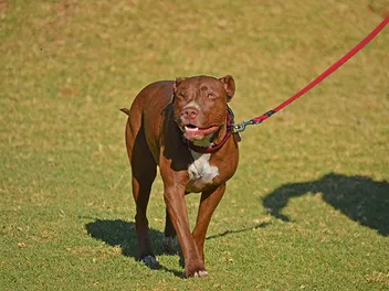 What Temperature Is Too Hot to Walk a Dog? Our Vet Explains
