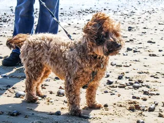 Cairnoodle (Cairn Terrier & Poodle Mix): Info, Pictures, Care & More
