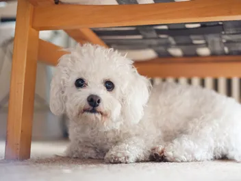 Is Your Dog an Introvert? 10 Ways You Can Tell (Vet-Reviewed)
