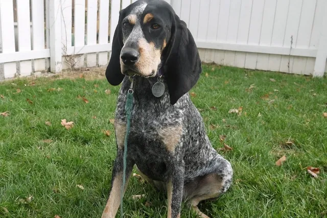 Grand Bleu De Gascogne Dog Breed: Info, Pictures, Care & More
