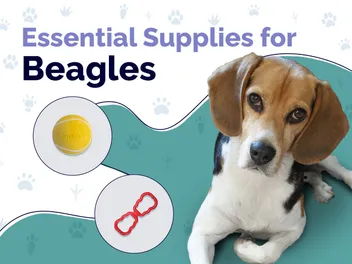 24 Essential Beagle Supplies to Get You Started: 2026 Update