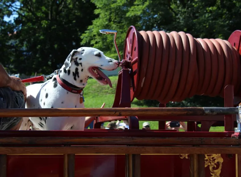 Dalmatian On Classic Red Fire Truck With Wooden Ladders On Side On A Bright Summer’s Day