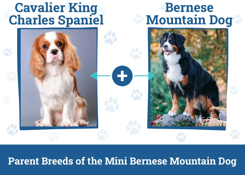 Parent Breeds of the Mini Bernese Mountain Dog