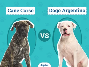 Cane Corso vs Dogo Argentino: Differences Explained (With Pictures)
