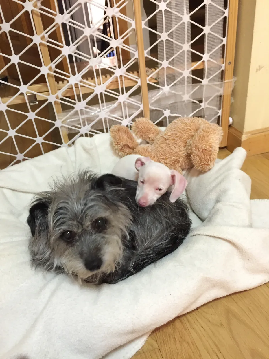 Small pink puppy resting on a grey terrier's back with a plush toy