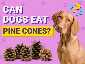 Can Dogs Eat Pine Cones? Vet-Verified Facts, Risks & What to Do