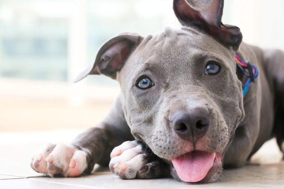 closeup of a grey puppy pitbull