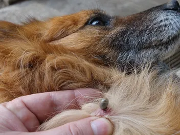 How to Remove a Tick From a Dog: Vet-Approved Step-by-Step Guide