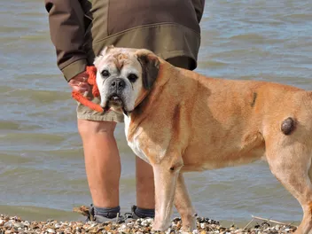 Lumps on Dogs: How to Know if They're Dangerous (Vet Answer)