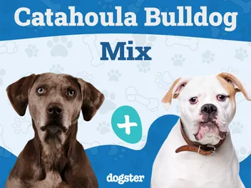 Catahoula Bulldog Breed: Info, Pictures, Care Guide & More