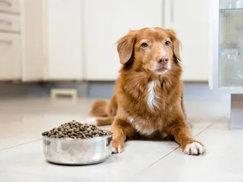 Can Dog Food Make Your Dog Smell? Vet-Verified Nutrition Facts