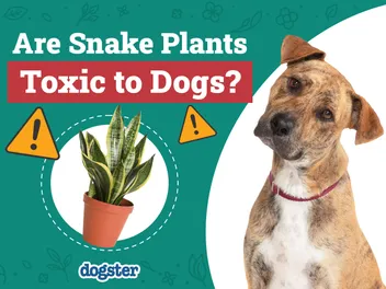 Are Snake Plants Toxic to Dogs? Vet-Approved Facts & FAQ