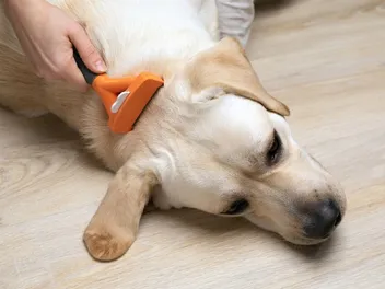 10 Best Dog De-shedding Tools in 2026 - Reviews & Top Picks