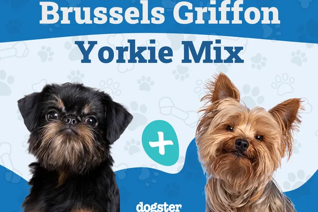 Griffonshire (Brussels Griffon & Yorkie Mix): Info, Pictures, Care & Traits