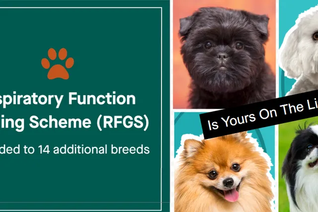 Kennel Club Quietly Adds 14 Breeds to High Risk List