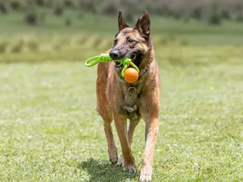 10 Best Dog Toys in 2026 - Reviews & Top Picks