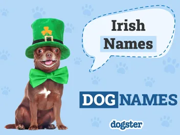 225 Irish Dog Names: Popular Monikers for Lucky Pups