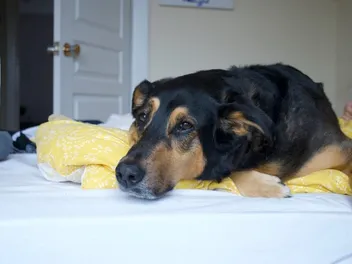 Beagleman (Beagle & Doberman Pinscher Mix): Info, Pictures, Care & More
