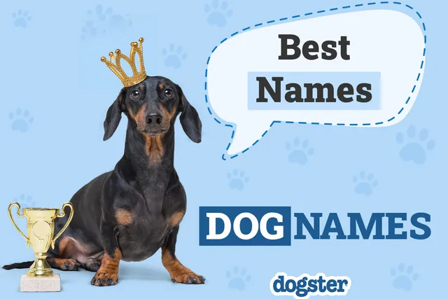 Best Dog Names Of 2026: Inspiration for Your New Pup