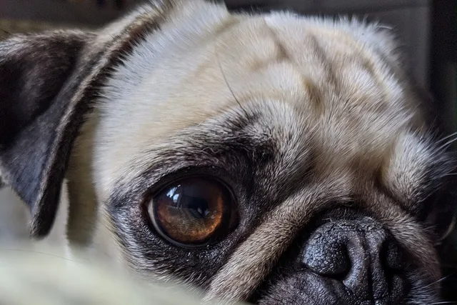 Is It True That Dogs Only See in Black and White? Facts & FAQ