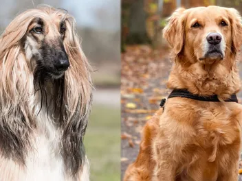 Afghan Retriever: Breed Info, Pictures, Care Guide & More