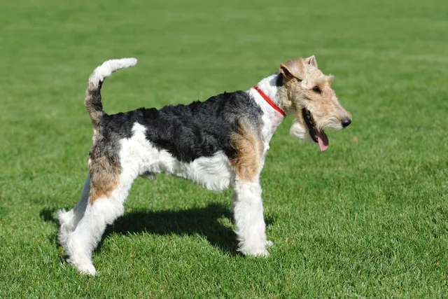 What Is the Westminster Dog Show? Interesting Facts & FAQ